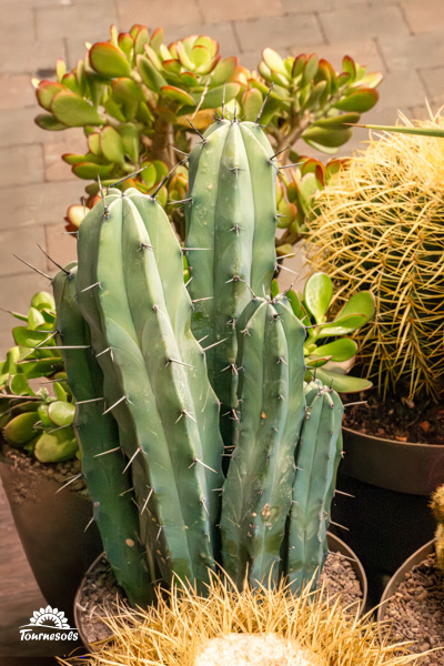 Le Myrtillocactus geometrizans, également appelée chandelle bleue, a cause de ses reflets colorés.